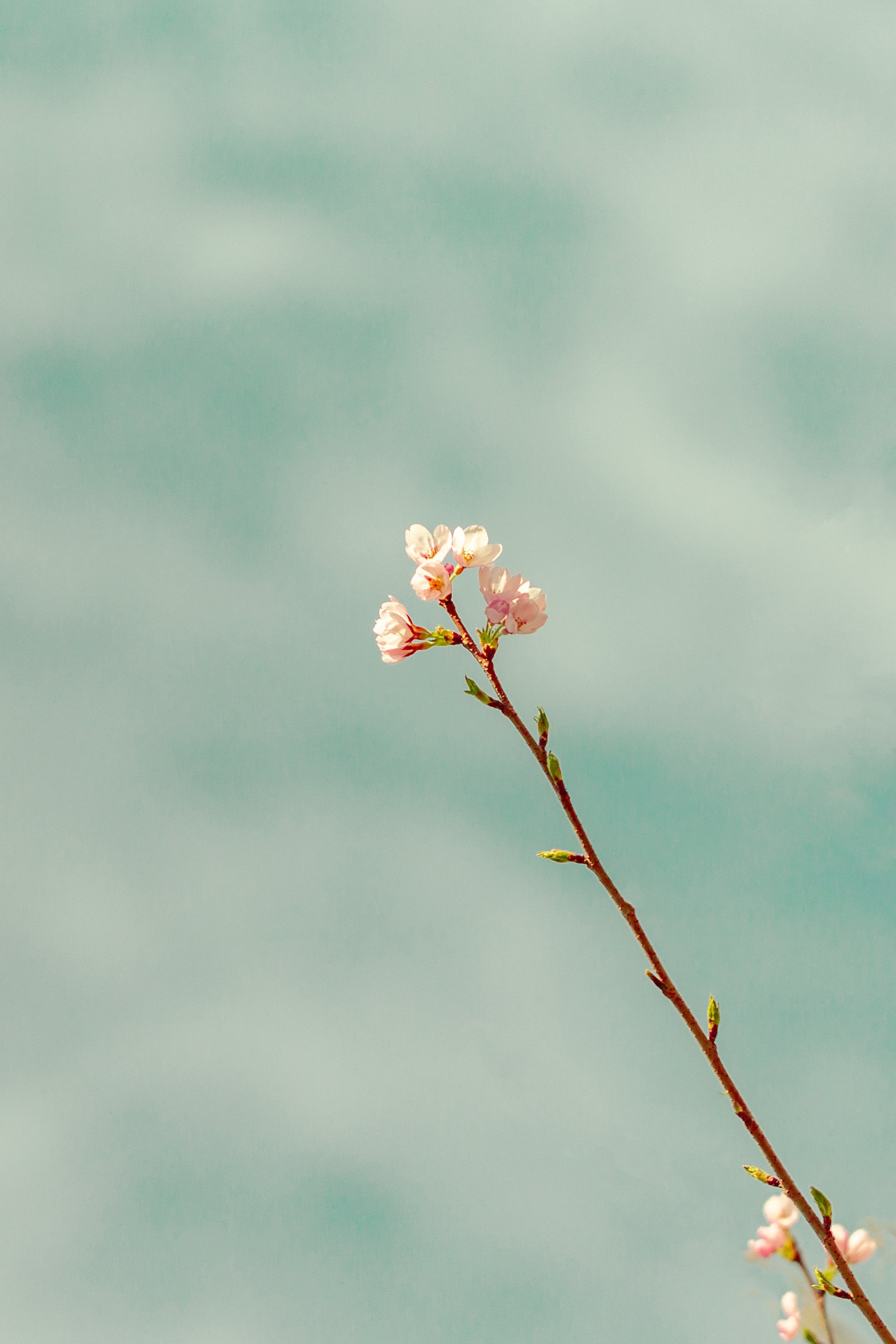 Minimalist flower